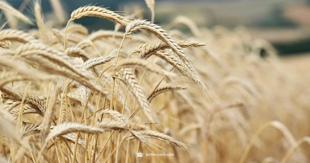 Kettle Corn Finds - Kettle Care