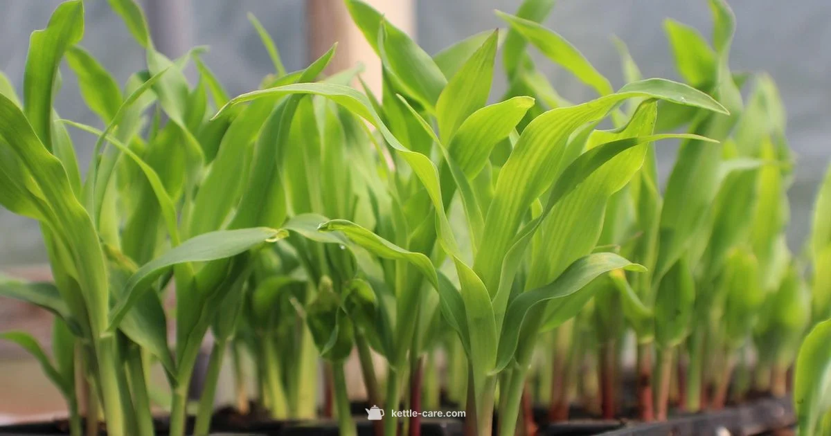 Kettle Corn Popcorners - Kettle Care