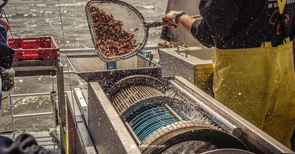 Hob vs Electric - Kettle Care