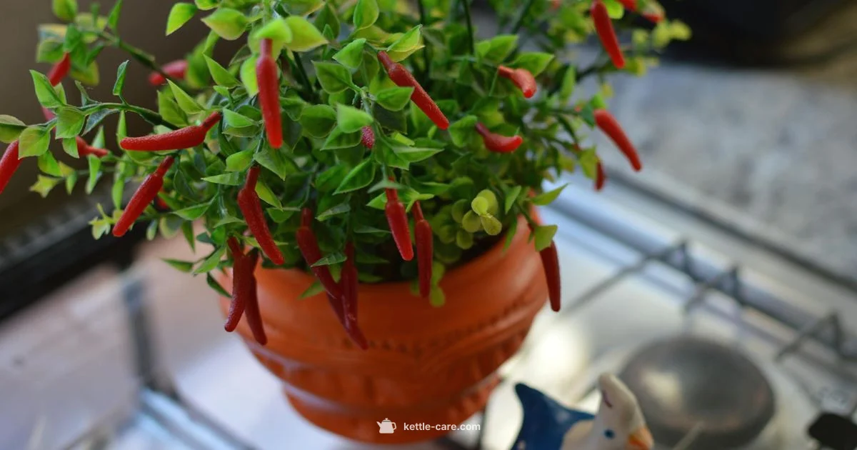 Red Le Creuset Care - Kettle Care