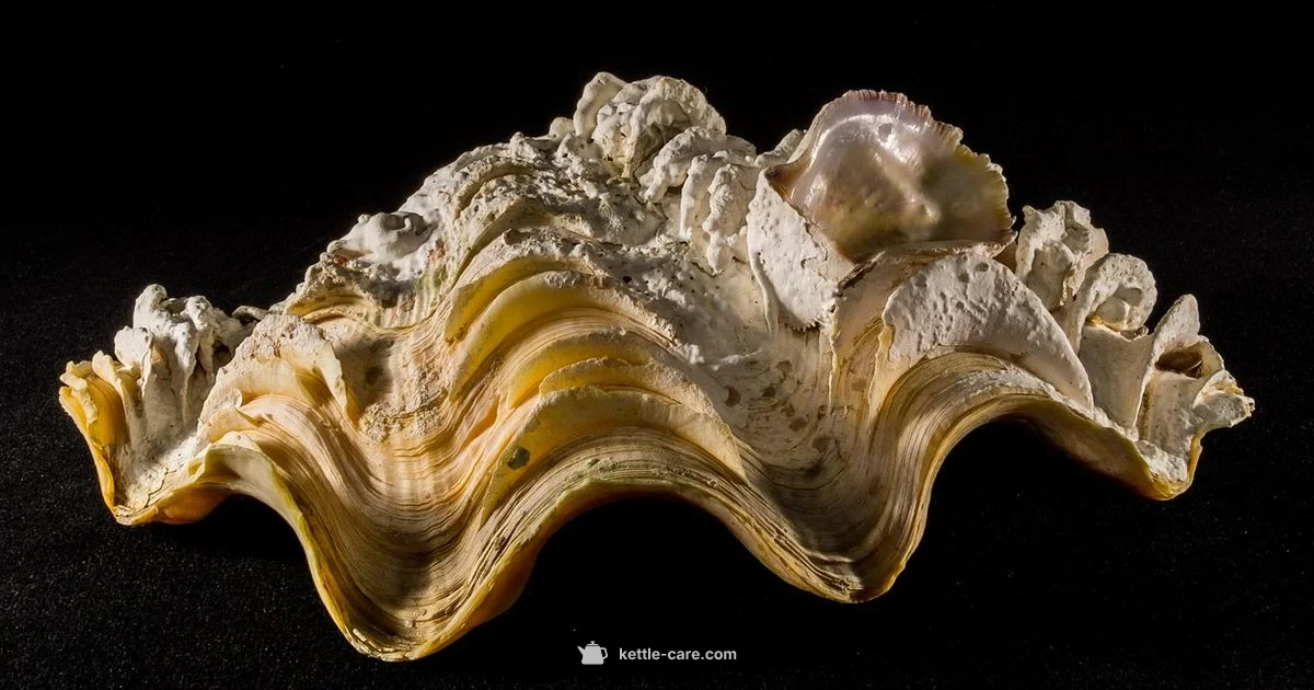 Kettle Limescale Guide - Kettle Care