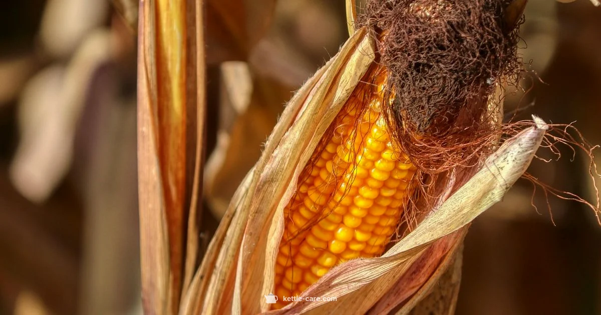 Air Popped Kettle Corn Air Popped Kettle Corn - Kettle Care