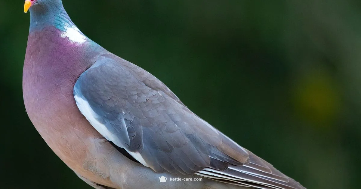 Pigeon Kettle Care