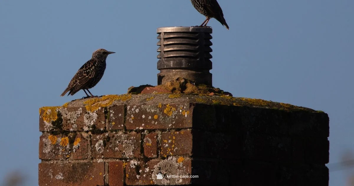 Kettle Stove Care - Kettle Care