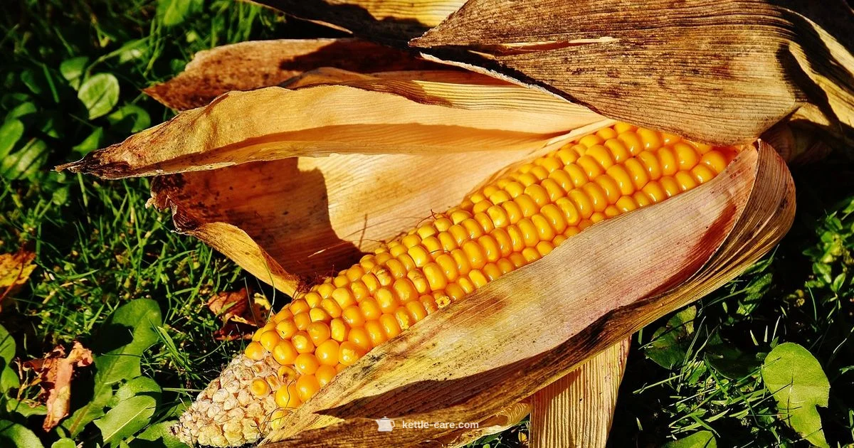 Kettle Corn Nutrition - Kettle Care