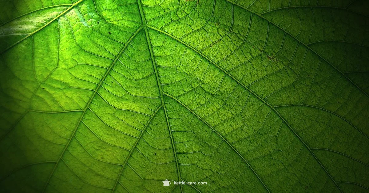 Kettle Filter Fix - Kettle Care