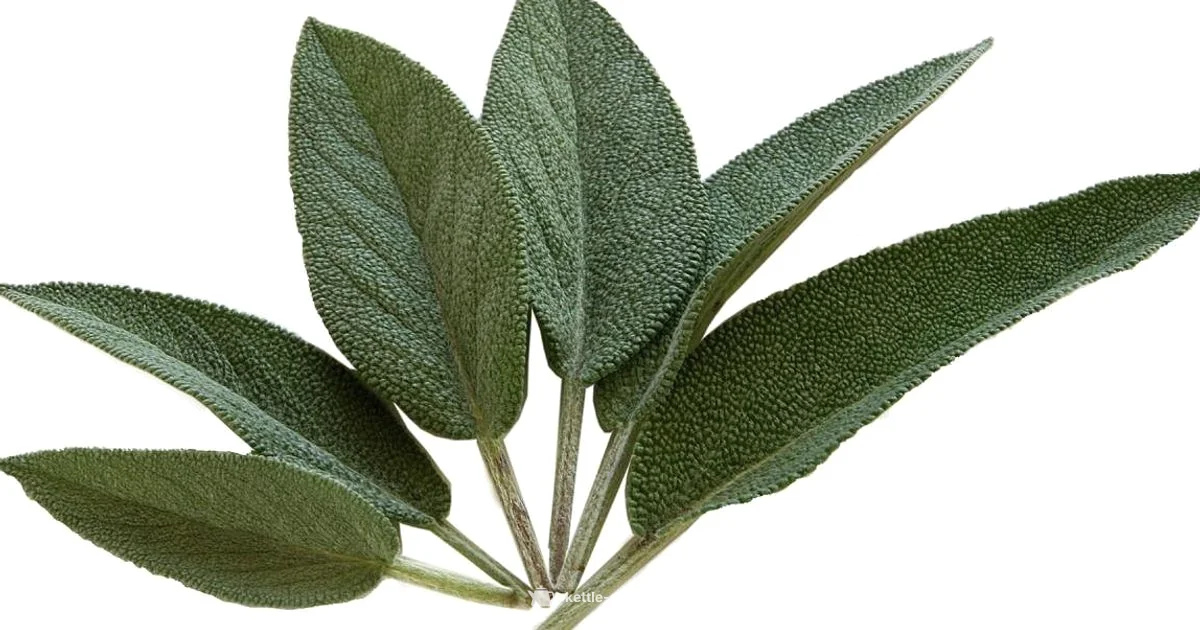 Sage Kettle & Toaster - Kettle Care