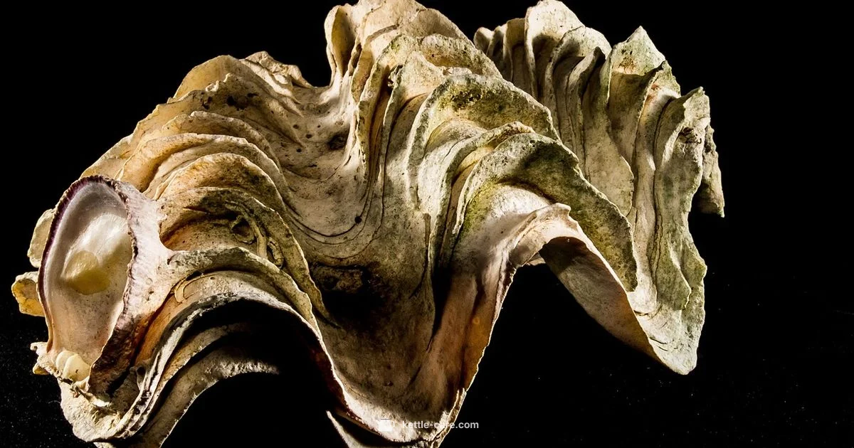 Limescale Inside Kettle - Kettle Care