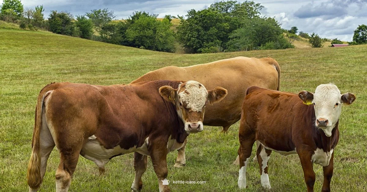 Kettle Creek View - Kettle Care