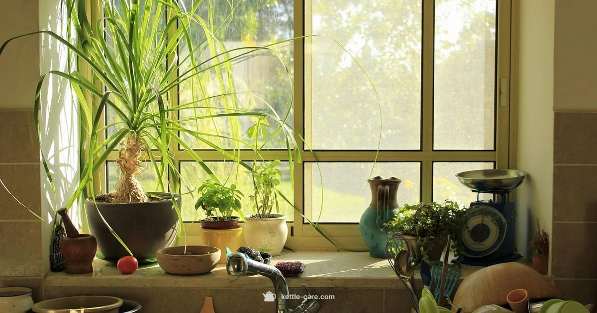 Glass Kettle Health - Kettle Care