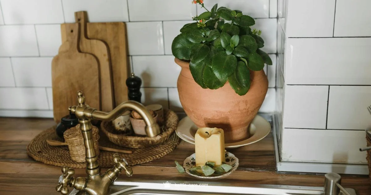 Dupe Kettle Guide - Kettle Care