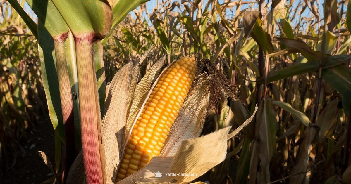 Kettle Corn Guide Kettle Corn Guide - Kettle Care