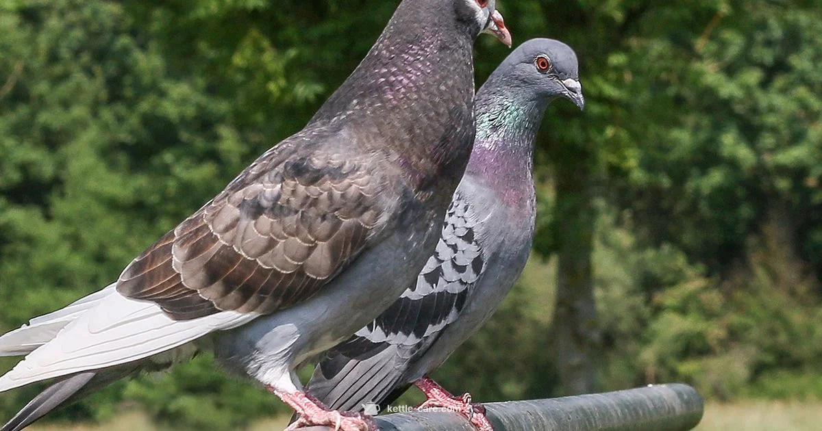 Pigeon Kettle Price 2026 - Kettle Care