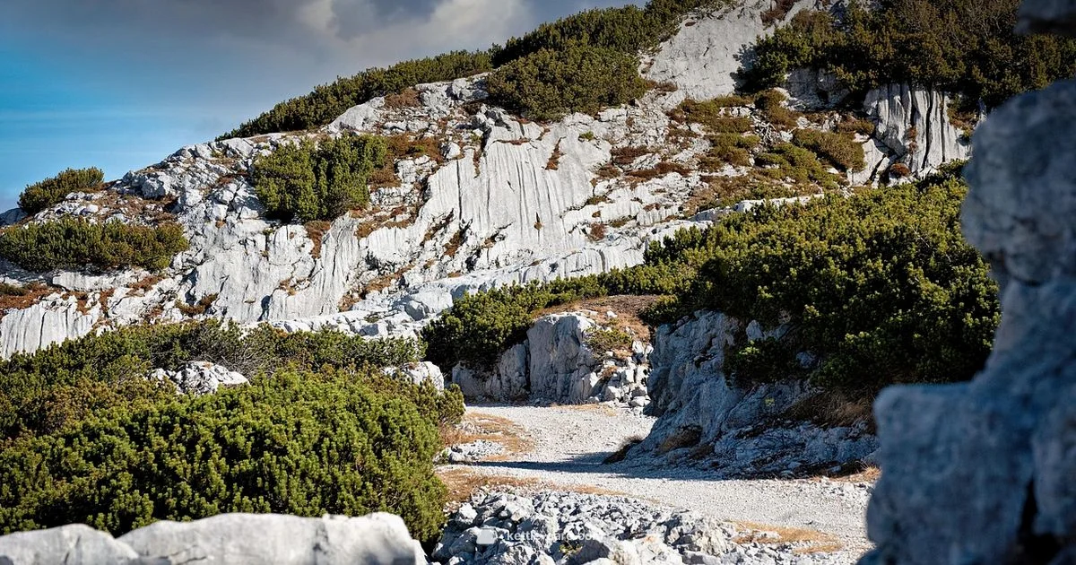 Forest Size Overview - Kettle Care