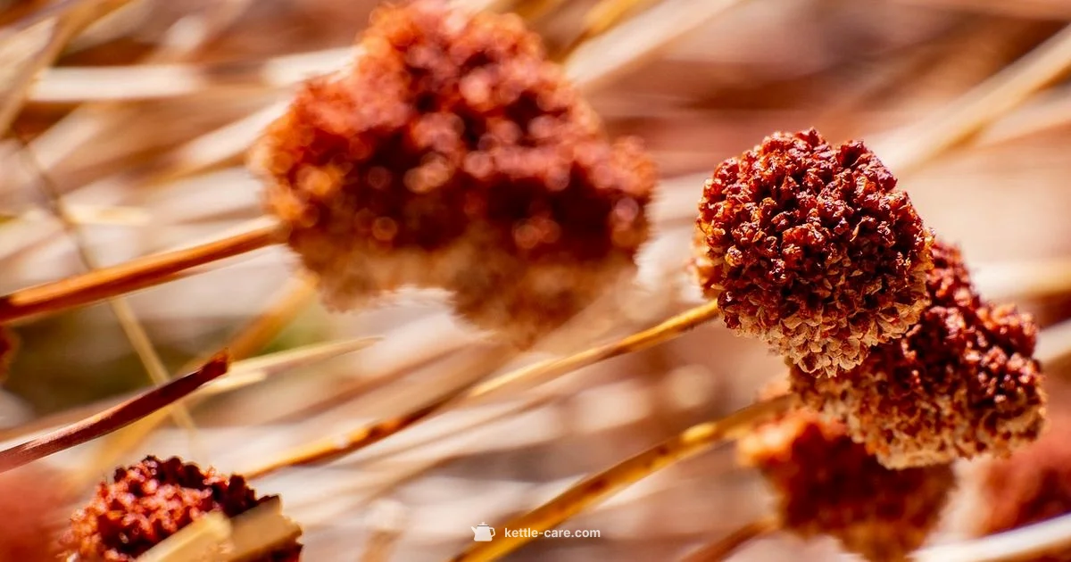 Gluten Free Kettle Corn - Kettle Care