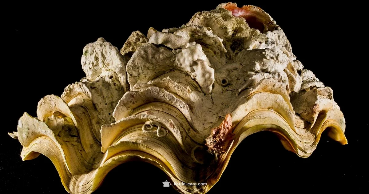 Limescale Solutions - Kettle Care