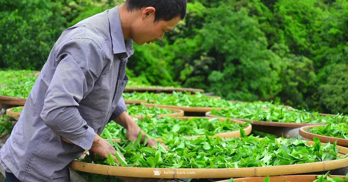 Whistling Kettle Tea Bar - Kettle Care